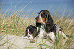 English Cocker Spaniel am Strand