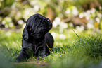 liegender English Cocker Spaniel Welpe