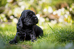 liegender English Cocker Spaniel Welpe