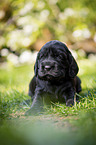 liegender English Cocker Spaniel Welpe