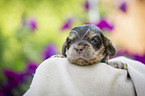 liegender English Cocker Spaniel Welpe