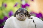 liegender English Cocker Spaniel Welpe