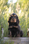 sitzender English Cocker Spaniel Welpe