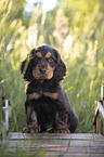 sitzender English Cocker Spaniel Welpe