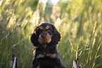 6 Wochen alter English Cocker Spaniel Welpe