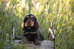 6 Wochen alter English Cocker Spaniel Welpe