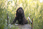 sitzender English Cocker Spaniel Welpe