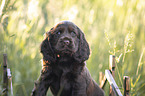 6 Wochen alter English Cocker Spaniel Welpe