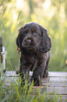 6 Wochen alter English Cocker Spaniel Welpe