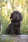 sitzender English Cocker Spaniel Welpe