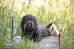6 Wochen alter English Cocker Spaniel Welpe