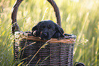 English Cocker Spaniel Welpe im Krbchen