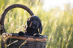 English Cocker Spaniel Welpe im Krbchen