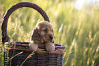 English Cocker Spaniel Welpe im Krbchen