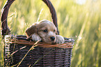 English Cocker Spaniel Welpe im Krbchen