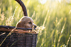 English Cocker Spaniel Welpe im Krbchen