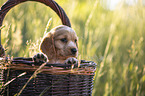 English Cocker Spaniel Welpe im Krbchen