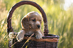 English Cocker Spaniel Welpe im Krbchen