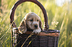 English Cocker Spaniel Welpe im Krbchen