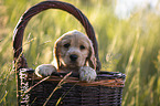English Cocker Spaniel Welpe im Krbchen