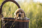 English Cocker Spaniel Welpe im Krbchen