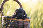 English Cocker Spaniel Welpe im Krbchen