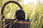 English Cocker Spaniel Welpe im Krbchen
