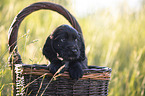 English Cocker Spaniel Welpe im Krbchen