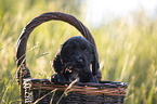 English Cocker Spaniel Welpe im Krbchen