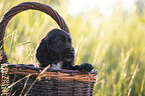 English Cocker Spaniel Welpe im Krbchen