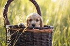 English Cocker Spaniel Welpe im Krbchen