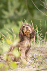 sitzender English Cocker Spaniel Welpe