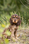 sitzender English Cocker Spaniel Welpe