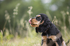 English Cocker Spaniel Welpe Portrait