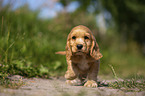 rennender English Cocker Spaniel Welpe