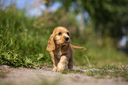 laufender English Cocker Spaniel Welpe