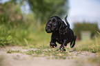 schwarzer English Cocker Spaniel Welpe