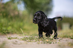 schwarzer English Cocker Spaniel Welpe