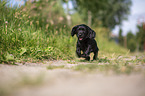 schwarzer English Cocker Spaniel Welpe