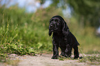 schwarzer English Cocker Spaniel Welpe