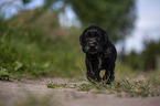 schwarzer English Cocker Spaniel Welpe