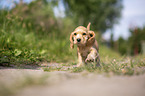 rennender English Cocker Spaniel Welpe