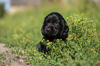 English Cocker Spaniel Welpe zwischen Blumen