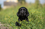 English Cocker Spaniel Welpe zwischen Blumen