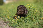 English Cocker Spaniel Welpe zwischen Blumen
