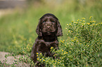 English Cocker Spaniel Welpe zwischen Blumen