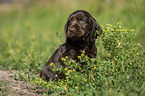 English Cocker Spaniel Welpe zwischen Blumen