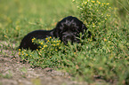 English Cocker Spaniel Welpe zwischen Blumen