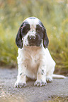 sitzender English Cocker Spaniel Welpe