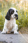sitzender English Cocker Spaniel Welpe